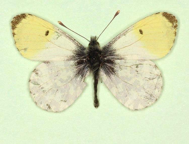 Anthocharis cardamines male (aberrant form aureoflavescens) (Internet Image property of respective owner, non-commercial use only)